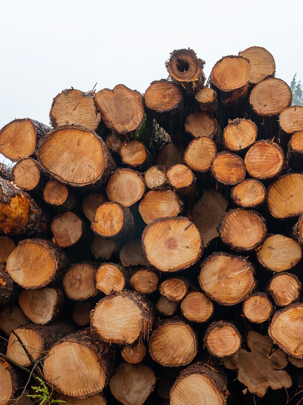 Pile de billots de bois
