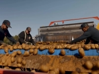 Des employés triant des pommes de terre