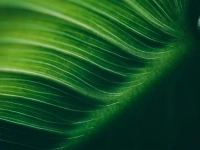 Image très rapprochée d'une feuille